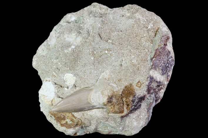 Otodus Shark Tooth Fossil in Rock - Eocene #111044